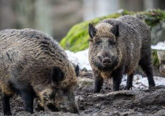 Calabria e allarme fauna selvatica nel 2023 boom danni per agricoltori indennizzi a rilento