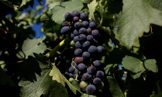 Barossa Valley e tempo di Cabernet Sauvignon