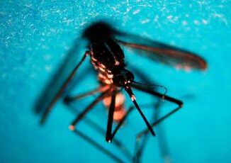 Dengue in Italia 283 casi da inizio anno tutti importati