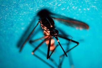 Dengue in Italia misure anti zanzara in eventi sportivi e zone umide ecco la circolare