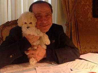 Berlusconi la seconda vita di Dudu il barboncino resta con Fascina ad Arcore