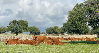 Lallevatore 4.0 Carne sintetica una grossa bufala