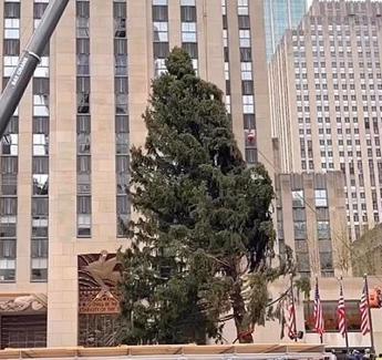 New York torna lalbero al Rockefeller Center