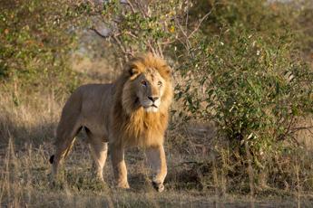 Roma scatta lallarme un leone fugge dal circo a Ladispoli