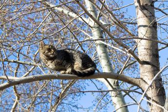 Spara a un gatto e lo fa sbranare dai suoi cani video virale sui social