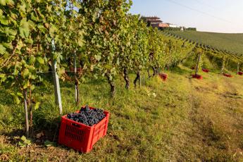 Vendemmia 2023 in ulteriore riduzione calo da 20 a 24 su 2022