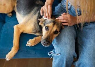 Come scegliere il miglior antiparassitario per il tuo cane