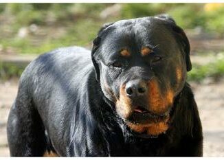 Perugia bimbo di 5 anni aggredito da rottweiler e in prognosi riservata