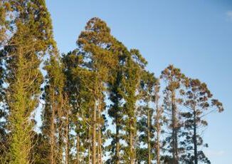 Produrre legname senza abbattere gli alberi come funziona il Daisugi