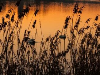 Rischi ambientali e biodiversita un richiamo per gli investitori