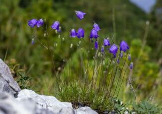 Scoperta una nuova specie di Campanula nelle Prealpi