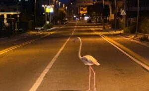 Fenicottero in mezzo alla strada a Quartu 