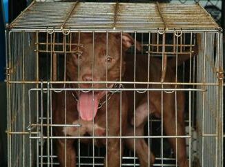 Lite tra vicini a Palermo pitbull attacca donna incinta