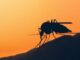 Malaria in Veneto paziente rientrato da viaggio allarme rientra