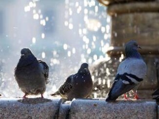 Napoli decapita 4 piccioni e li getta nel parco denunciato 43enne