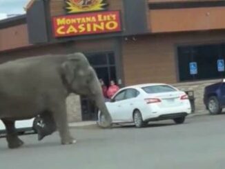 Montana elefante scappa dal circo traffico bloccato per le strade di Butte Video