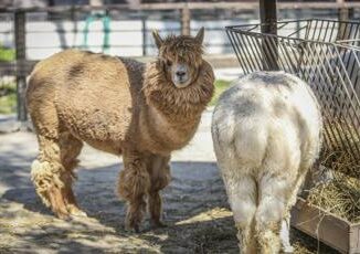 Aviaria in Usa virus rilevato anche negli alpaca