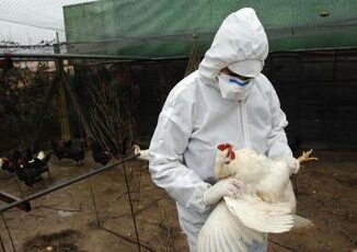 Aviaria Messico smentisce Nessuna morte da H5N2 pessima comunicazione Oms