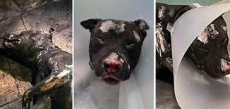 Cane bruciato vivo padrone non potra piu avere animali ordinanza sindaco Palermo