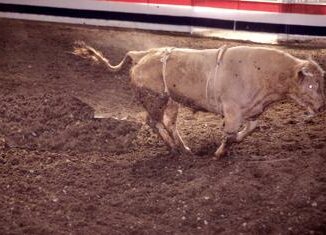 Paura al rodeo il toro salta e se ne va Video