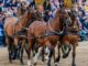 Cavallo di re Carlo morde turista in posa per foto Video