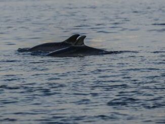 Giornata del Mediterraneo un mare di biodiversita da proteggere