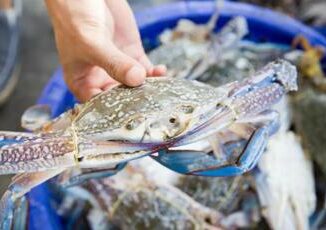 Pesca tra granchio blu e vermocane pescatori al palo attivita ridotta con picchi dal 70 al 100