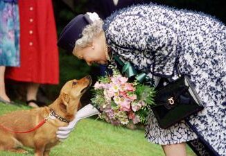 Dai Corgi di Elisabetta al Teckel di Margrethe cani passione reale