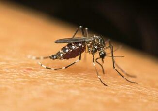 Dengue nuovo caso a Padova. Lopalco Prevedibile con rientro da ferie