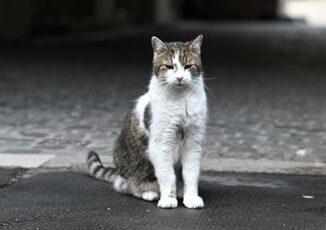 Giornata internazionale del gatto cose e perche si celebra l8 agosto