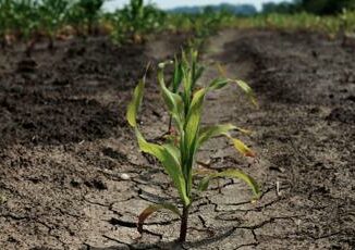 Agricoltura lo studio 5 lezioni dalla risposta al cambiamento climatico