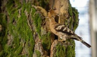 Milano Bicocca e Museo di storia naturale insieme per la mostra Viaggio intorno a un albero