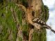 Milano Bicocca e Museo di storia naturale insieme per la mostra Viaggio intorno a un albero