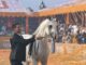 Roma confermato il Global Champions Arabians Tour al Circo Massimo