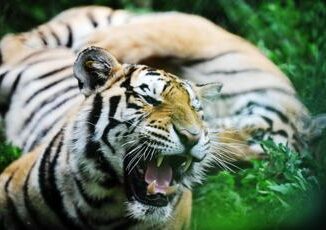 Tigre tenta di sbranare laddestratrice panico al parco divertimenti