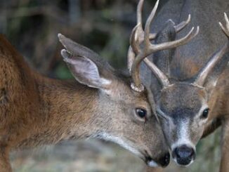 Abruzzo caccia ai cervi sospesa fino a 7 novembre soddisfazione animalisti