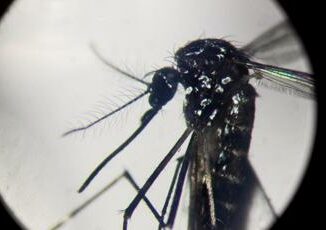 Dengue perche tanti casi proprio nelle Marche Cosa dice il virologo