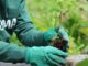 Inaugurata Foresta Levissima progetto di riforestazione in Val di Fiemme