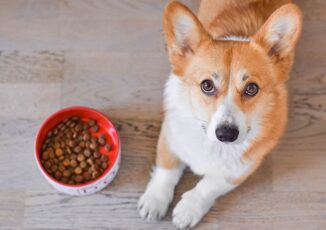 Cane con sensibilita alimentari I benefici delle crocchette monoproteiche