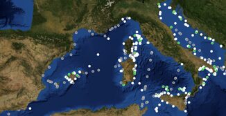 Milano Bicocca lancia la mappa interattiva delle foche monache nel Mediterraneo