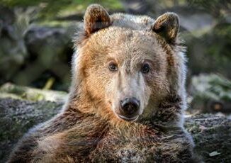 Truffano lassicurazione travestiti da orso attacchi alle auto di lusso per i risarcimenti