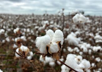 ECA Tre anni e quasi 200 milioni di europei interessati il successo della campagna di EUCOTTON riporta il settore europeo del cotone sotto i riflettori