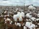 ECA Tre anni e quasi 200 milioni di europei interessati il successo della campagna di EUCOTTON riporta il settore europeo del cotone sotto i riflettori