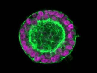 Ricerca passo verso creazione cuore a partire da cellule staminali pluripotenti