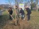 Sostenibilita PiantiAmo il futuro 200 alberi a Ferrara con il progetto di Nescafe