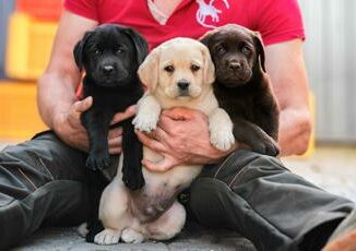 MyLabrador leccellenza nellallevamento del Labrador Retriever