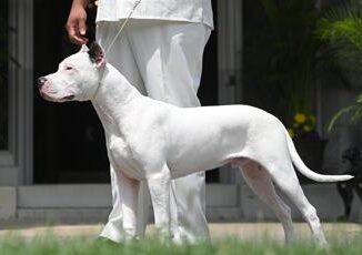 Patentino per cani pericolosi tutte le razze proposte in Lombardia