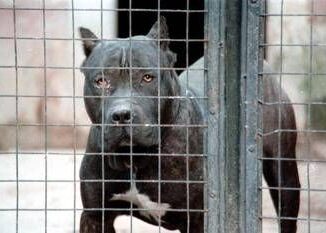 Aggressione pitbull il veterinario Razza di moda ma servono polso fermo e regole ferree